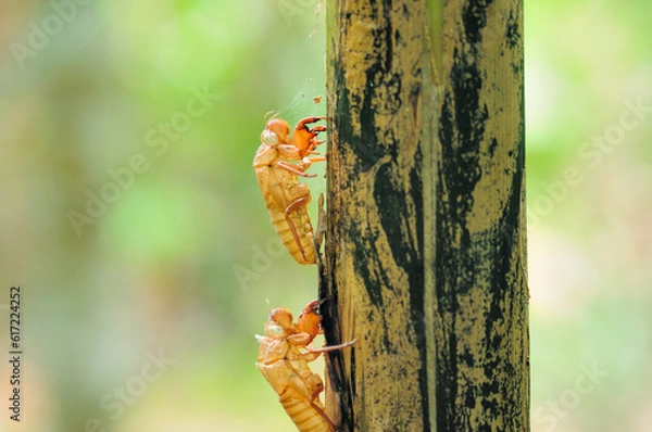 Fototapeta Molting of cicadas in nature