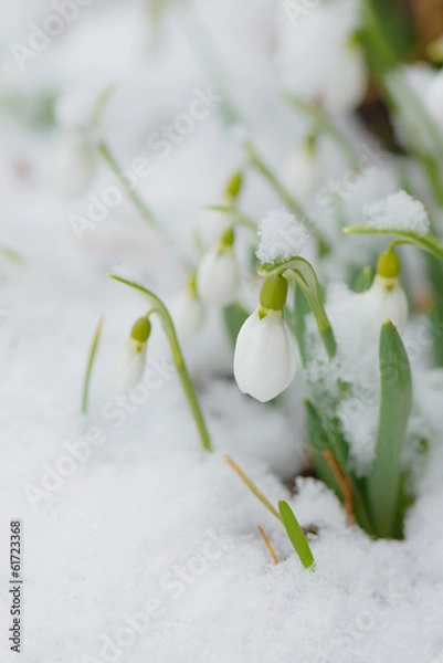 Obraz Snowdrops in the snow springtime