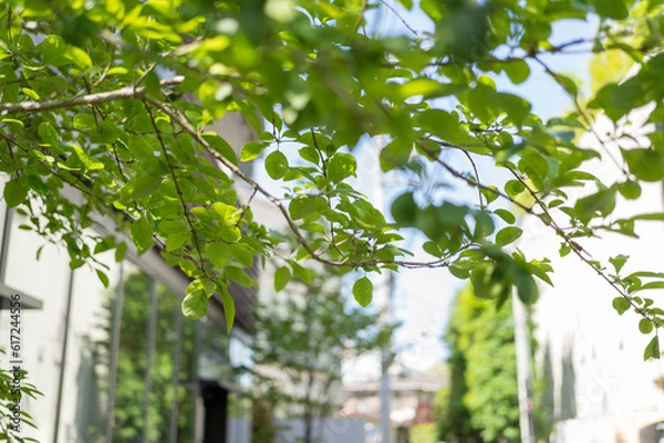 Fototapeta 緑ある生活