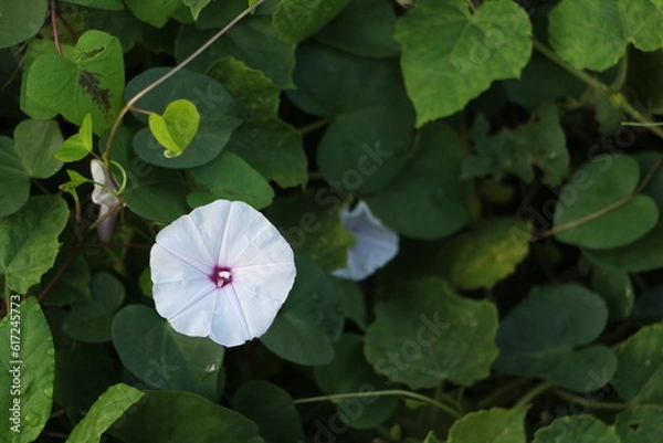 Obraz pink and purple