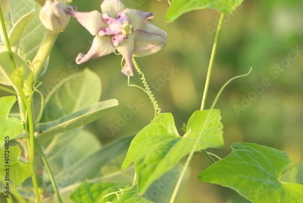 Obraz orchid on green background