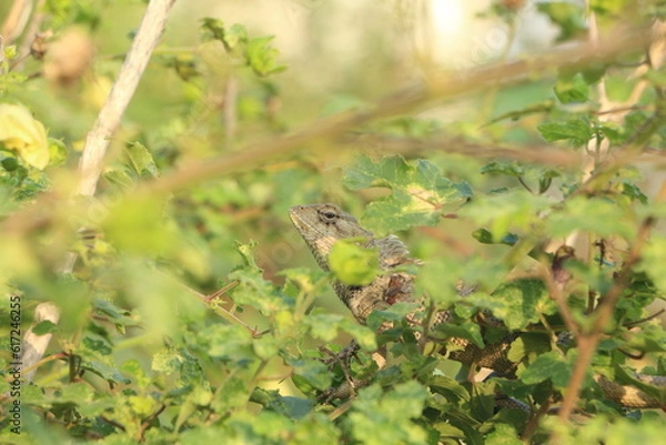 Obraz lizard on the tree
