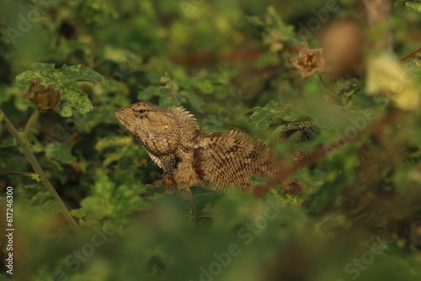 Obraz lizard on the tree