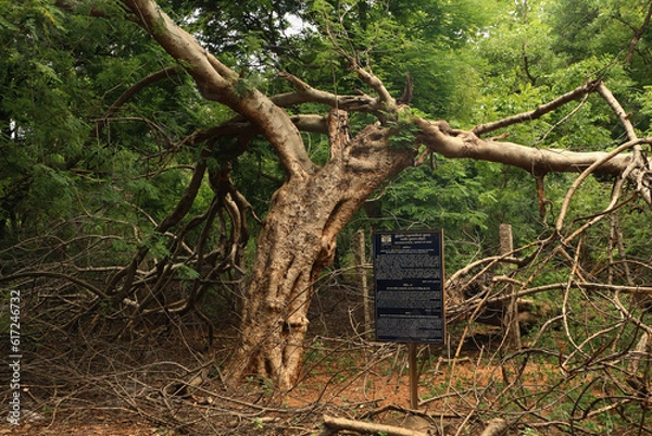 Obraz tree in the woods