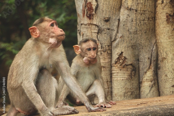 Obraz Monkey macaque sitting on the ground