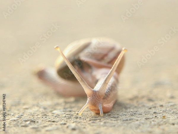 Obraz snail on the ground