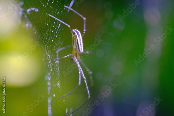 Fototapeta Wild Spider, Animal closeup, Golden orb-web spider (Nephila pilipes) walking through a spider web in a garden, photographed using a macro lens, Bandung - Indonesia. Macro