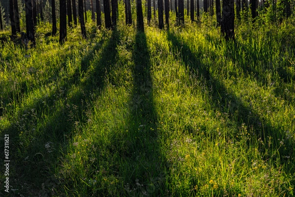 Obraz grass field