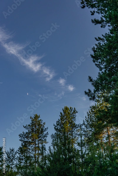 Obraz sky and trees