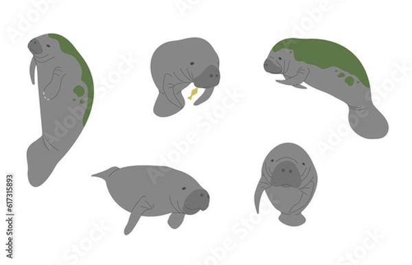 Fototapeta Manatee 1 cute on a white background, vector illustration