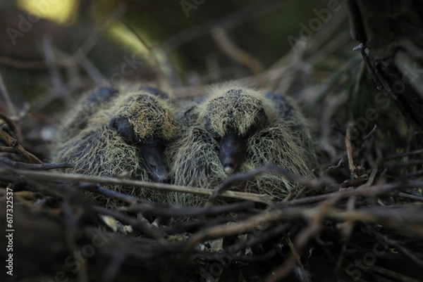 Fototapeta streptopelia chicks in the nest among tree branches