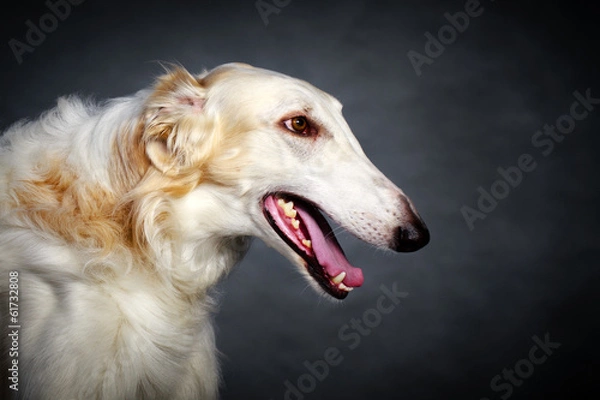 Obraz Russian Wolfhound dog
