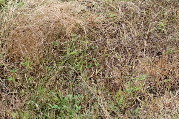 Fototapeta Yellow dry grass background, withered grass
