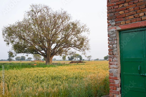 Fototapeta Peepal tree(Sacred fig) stands in a wheat field in rural India near the city of Agra. 