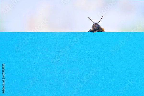 Fototapeta Portrait of a bumblebee on a blue background. Concept. Creative. copy space, mock-up.