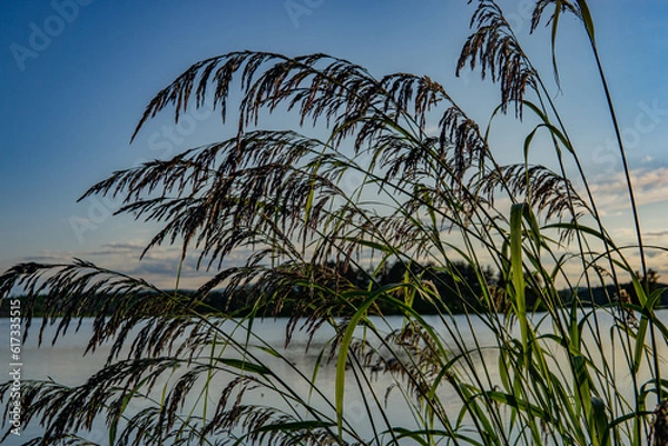 Obraz sunset in the field