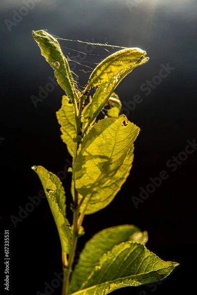 Obraz leaf on black background