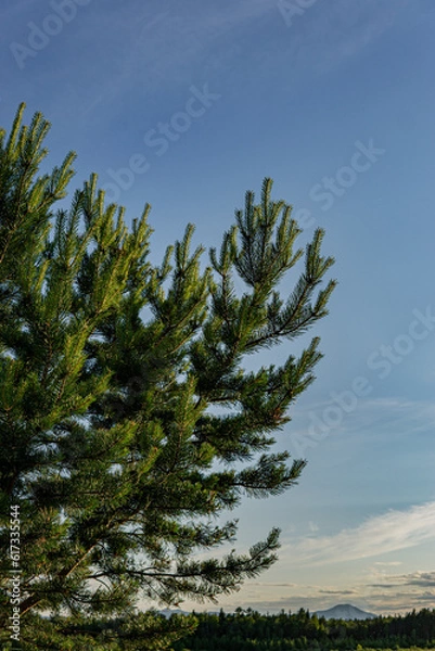Obraz pine tree and sky