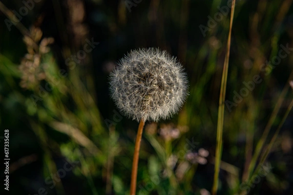 Obraz dandelion in the grass