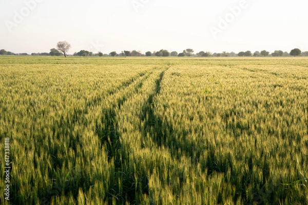 Obraz Farmlands Uttar Pradesh
