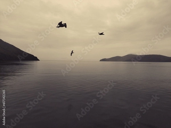 Fototapeta Seagull birds over the cloudy sea