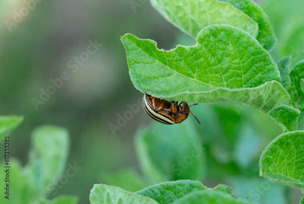 Obraz A colorado potato beetle eating the potato leaf