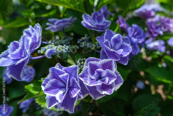 Fototapeta 紫の紫陽花