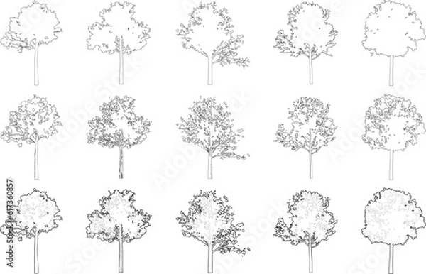 Fototapeta Tree elevation line silhouettes - maple tree