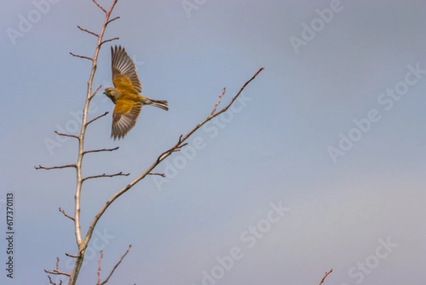 Fototapeta A beautiful animal portrait of a songbird in flight, the bird has their wings fully spread as they are banking during a turn