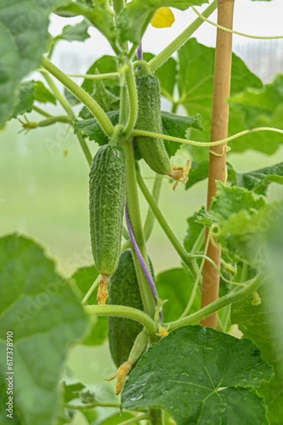 Fototapeta The growth and flowering of greenhouse cucumbers. Growing organic food products. Cucumber harvest. High quality photo