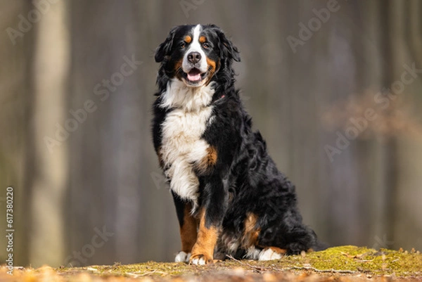 Obraz Bernese mountain dog