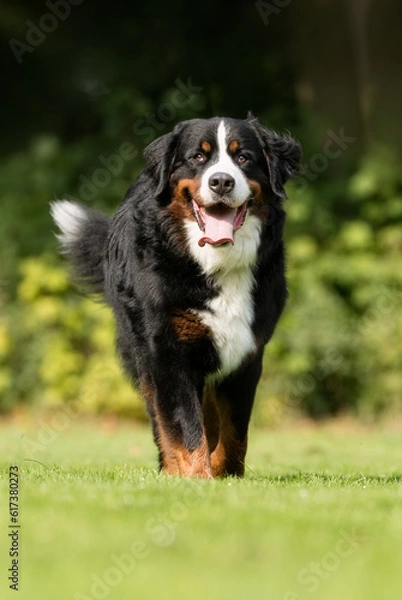 Fototapeta Bernese mountain dog