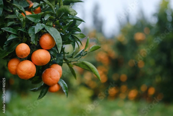 Obraz Mandarin oranges on tree with blurred background of laden trees.