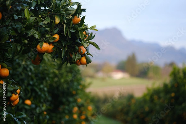 Obraz Mandarin oranges on orchard tree with blurred background of farms and mountains.