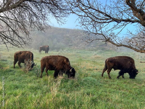 Obraz Wild Bison roaming the Badlands in Theodore Roosevelt National Park in North Dakota.
