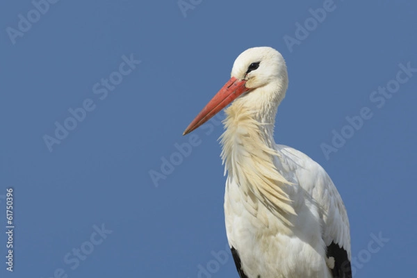 Obraz White stork