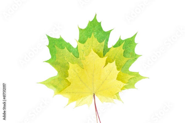 Fototapeta Colorful autumn maple leaf isolated on white background