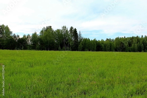 Fototapeta Beautiful nature in the middle of summer. Plants, flowers, trees and shrubs 