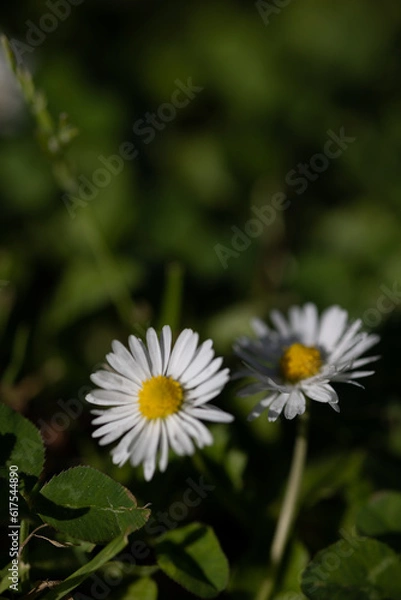 Obraz White daisy flower