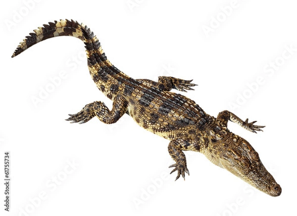 Fototapeta Wildlife crocodile isolated on white with clipping path