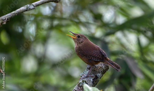 Obraz House Wren