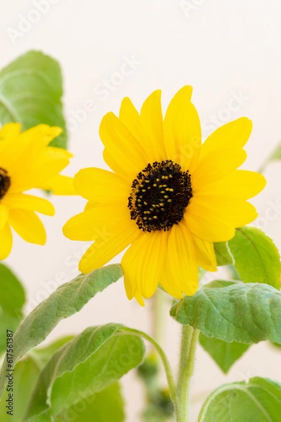 Obraz Sunflower Side Portrait