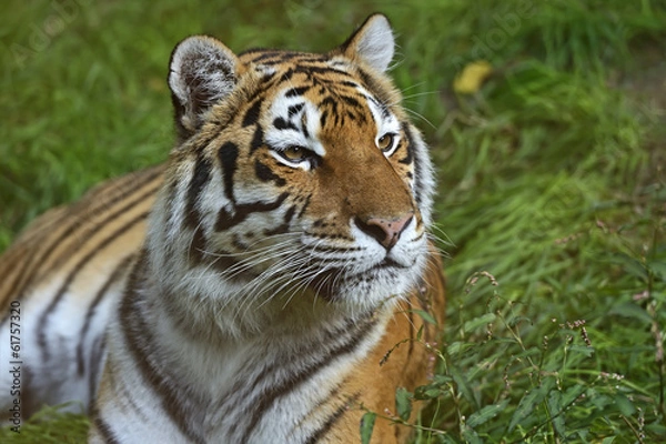Obraz Amur Tiger
