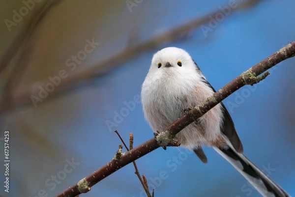 Obraz Long-tailed tit on branch.