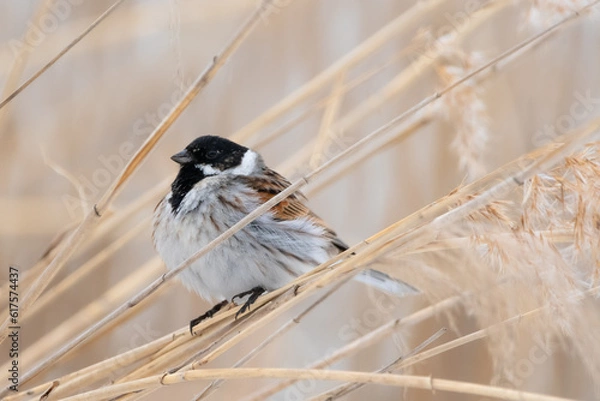 Obraz Reed bunting on reed
