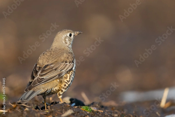 Obraz Mistle thrush on field