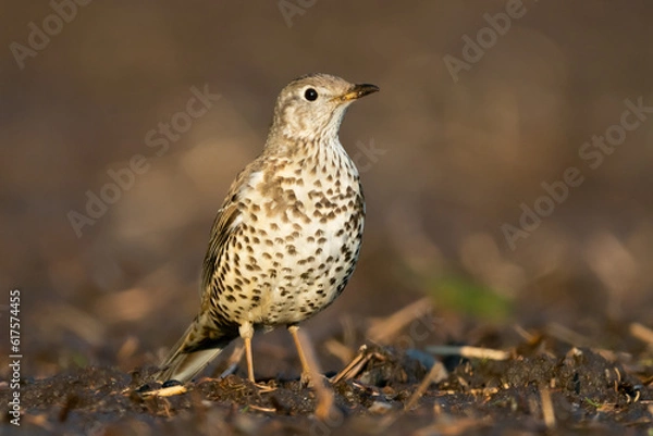 Obraz Mistle Thrush
