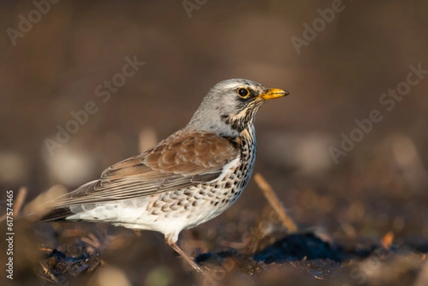 Obraz Fieldfare
