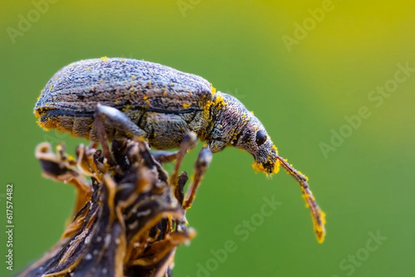 Obraz Beetle covered on pollen