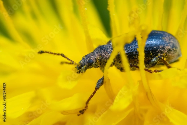 Obraz Walking on dandelion